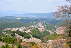 吉野桜Ⅰ