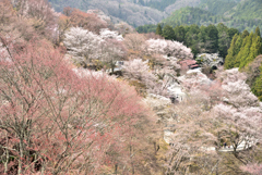 吉野桜Ⅱ