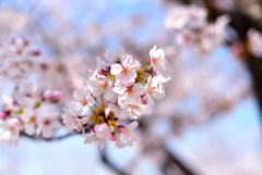 桜Ⅱ