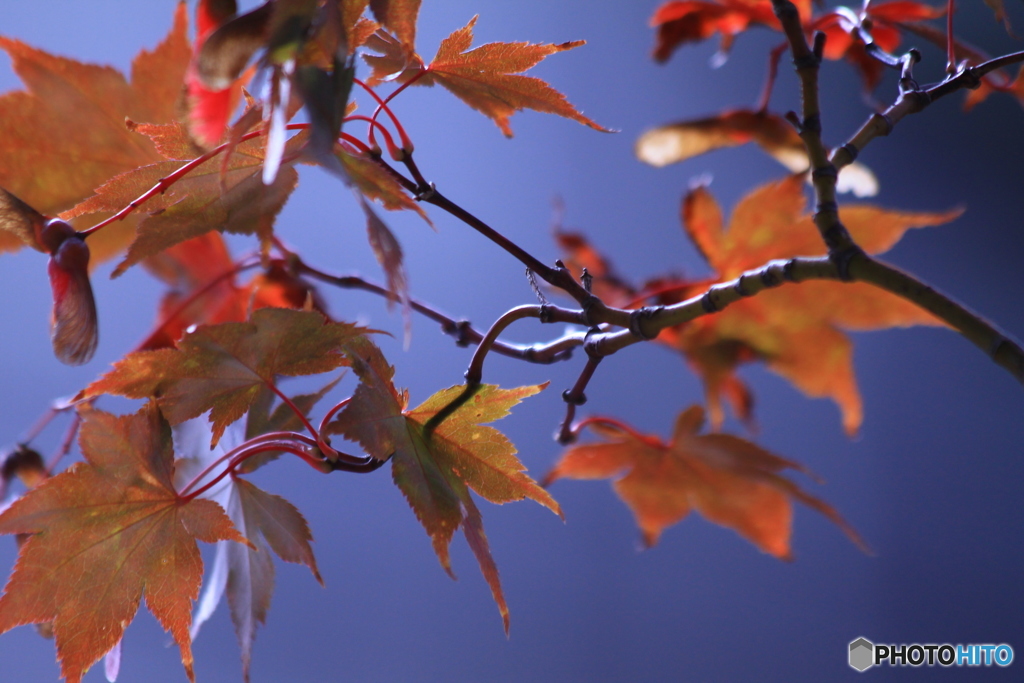 庭紅葉