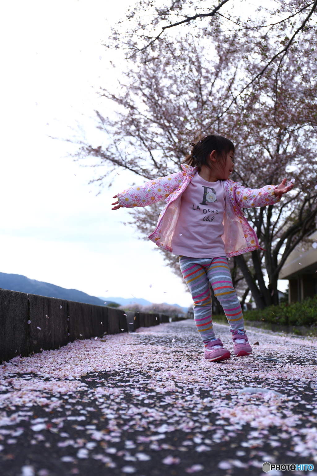 桜の舞