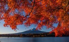 The majestic Mt. Fuji of autumn season