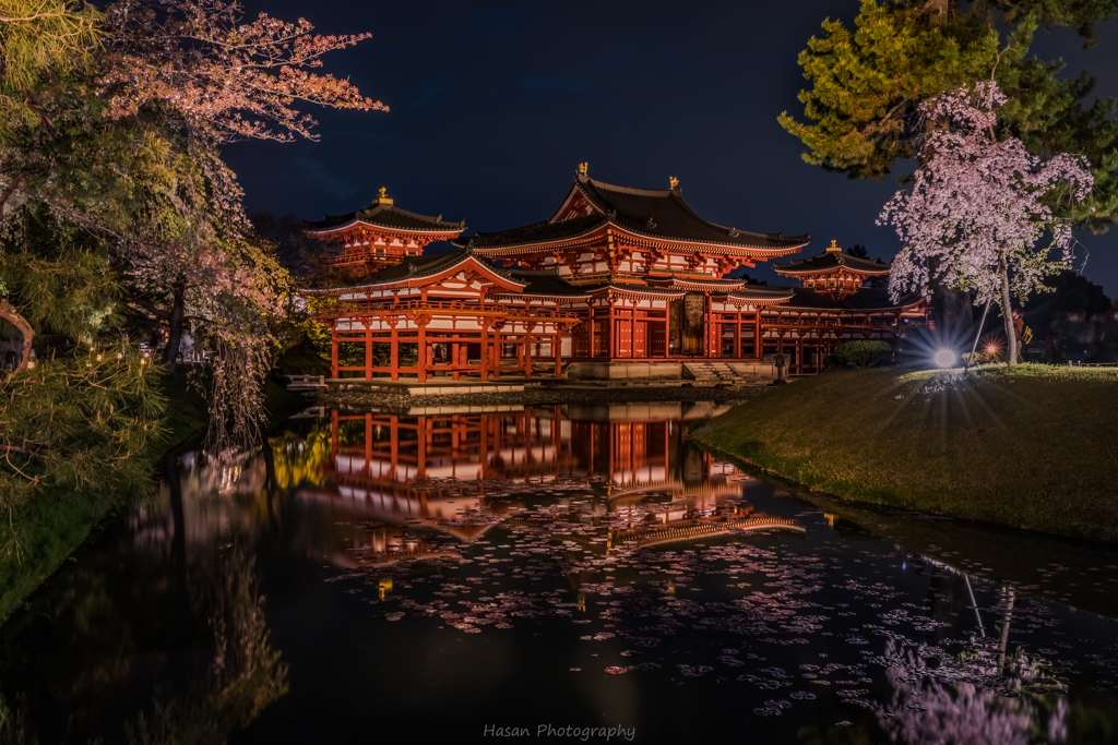 Byodoin Temple in Cherry Blossom Season.