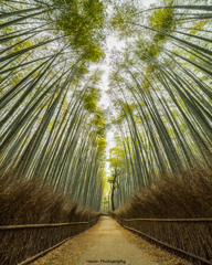 The Bamboo Forest Trail