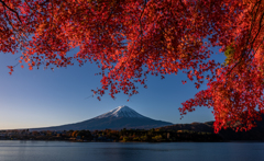 The majestic Mt. Fuji of autumn season 