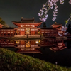 Byodoin Temple in Cherry Blossom Season.