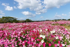 秋桜