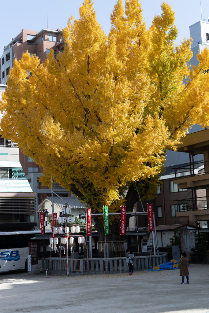 櫛田神社 大銀杏