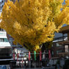 櫛田神社 大銀杏