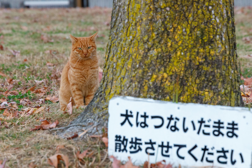 お願いニャ・・・