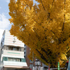 櫛田神社 大銀杏２