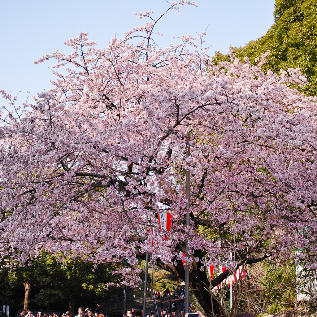 桜