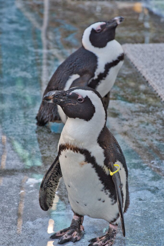 水辺の紳士たち