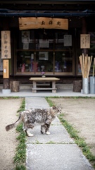 古寺の昼下がり