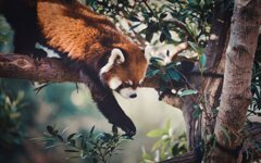 ひたむきな冒険者