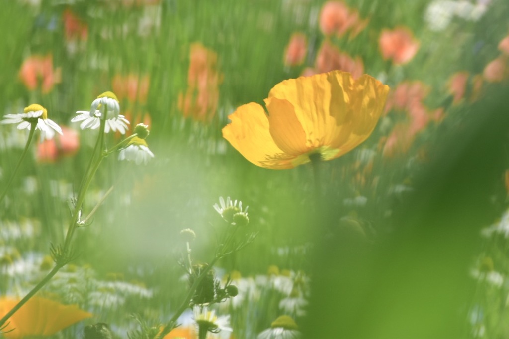 お花畑