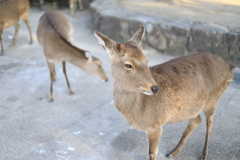 鹿さん