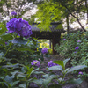 あじさい寺