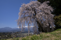 吉瀬の枝垂れ桜