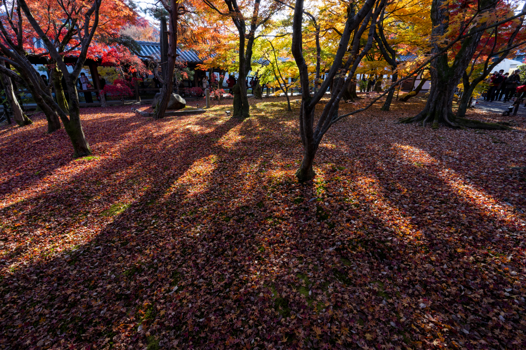 紅い蔭