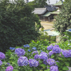 あじさい寺