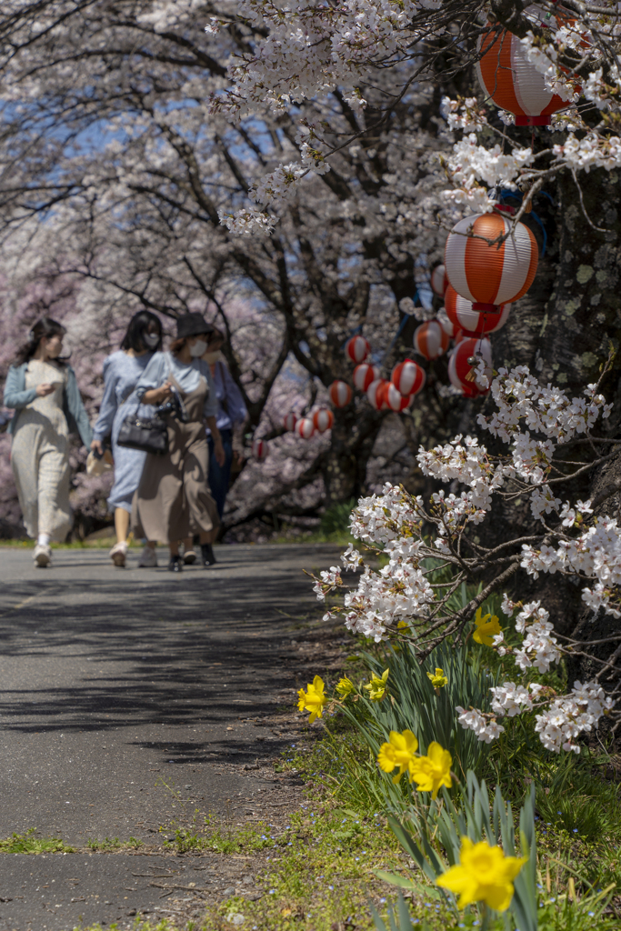 路傍の花