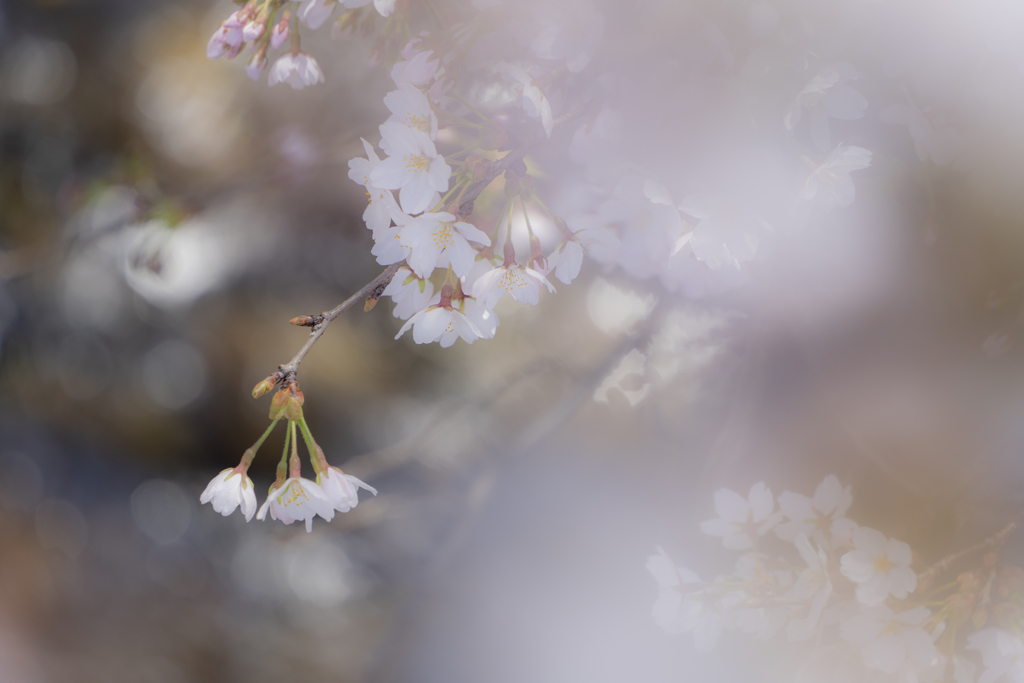 春蕾