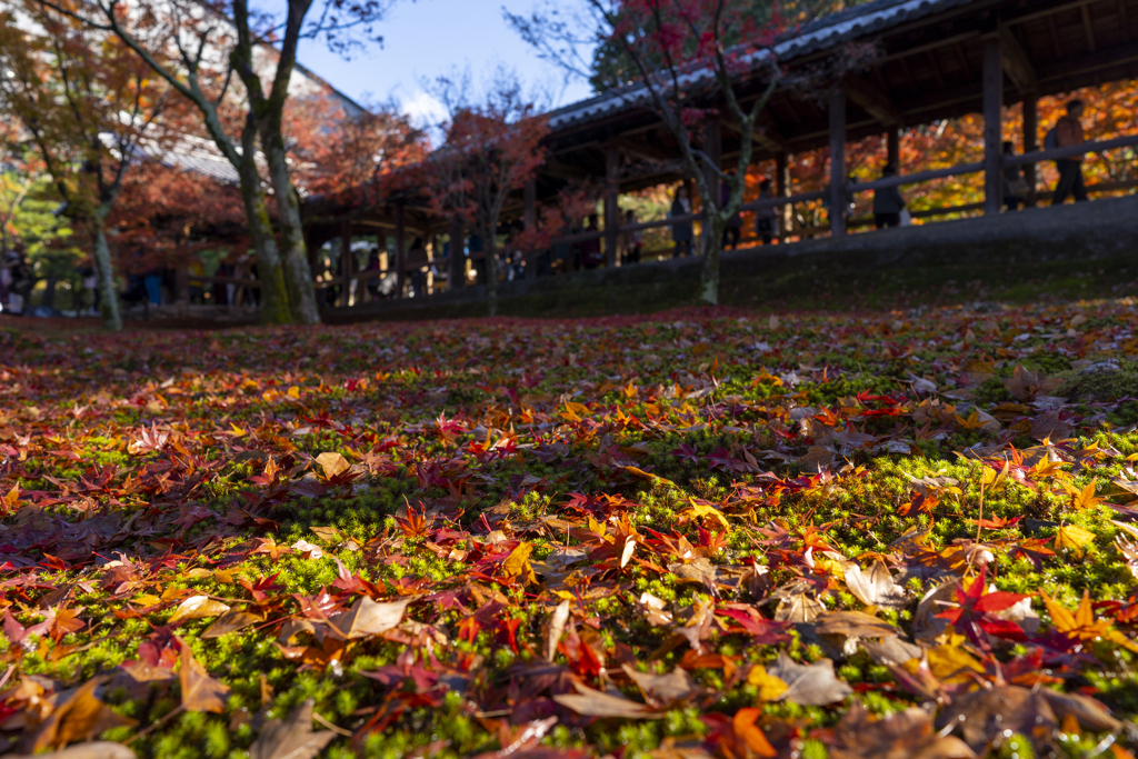 東福寺2019③