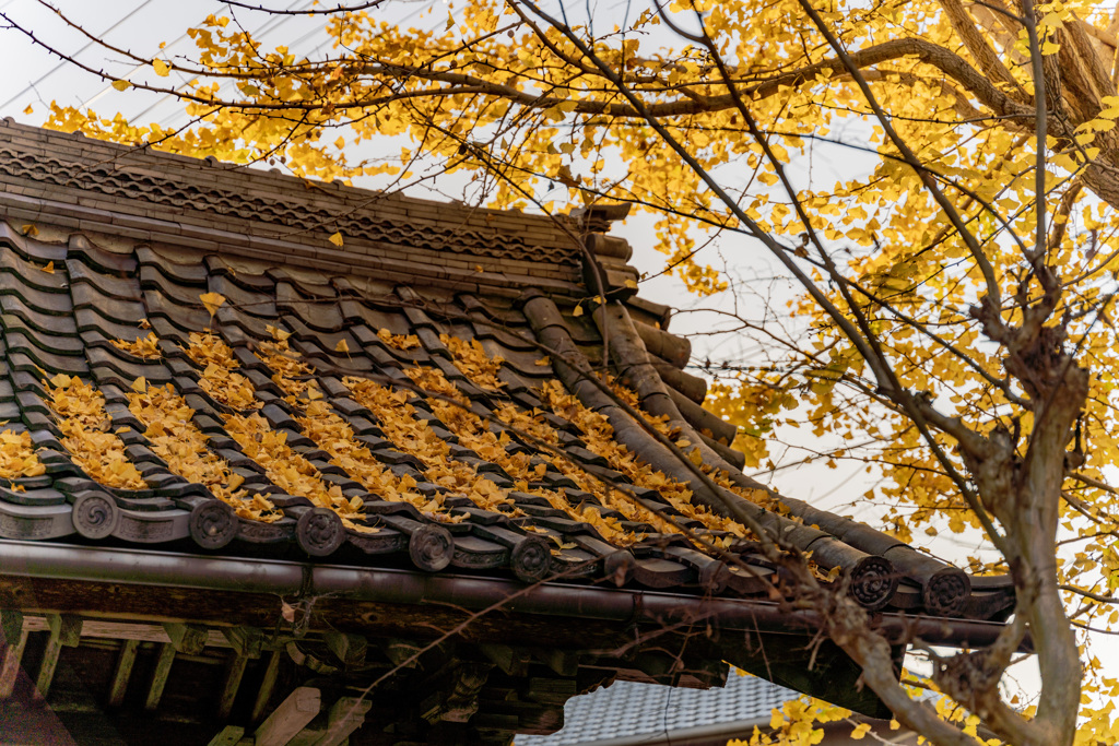 銀杏屋根