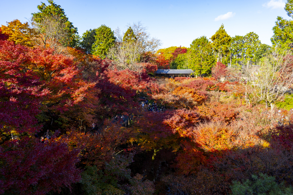 東福寺2019⑤