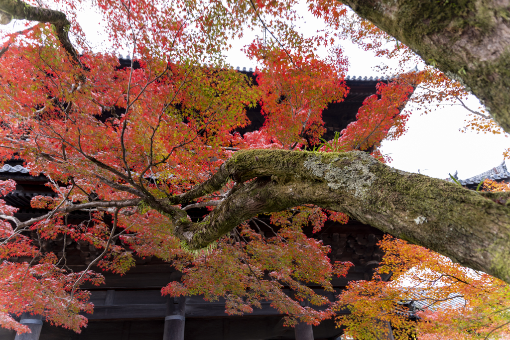 南禅寺2018紅葉