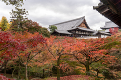 東福寺2020