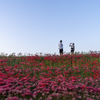 矢勝川彼岸花2020