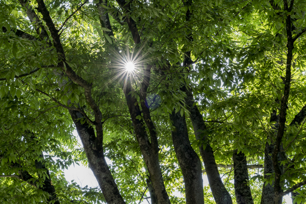 SUN