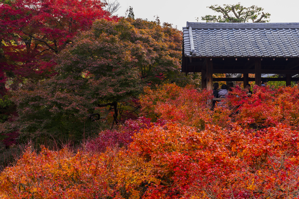 東福寺2018③