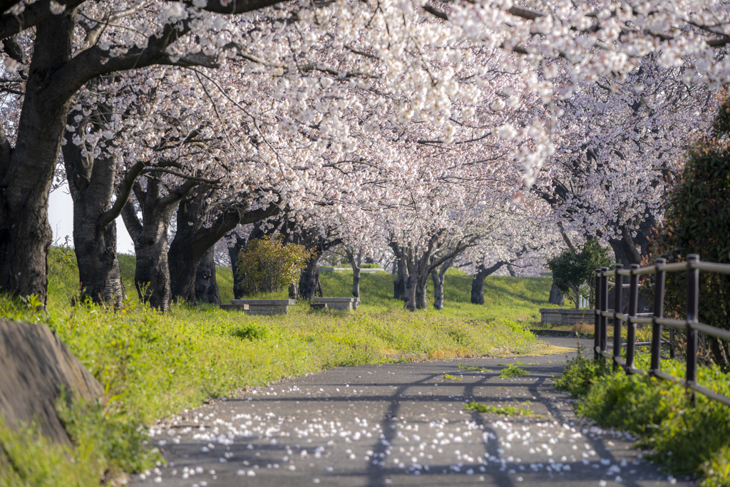 春の遊歩道