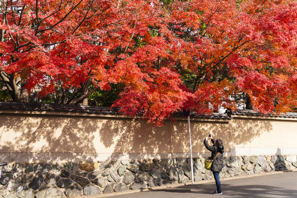 東福寺2018⑤