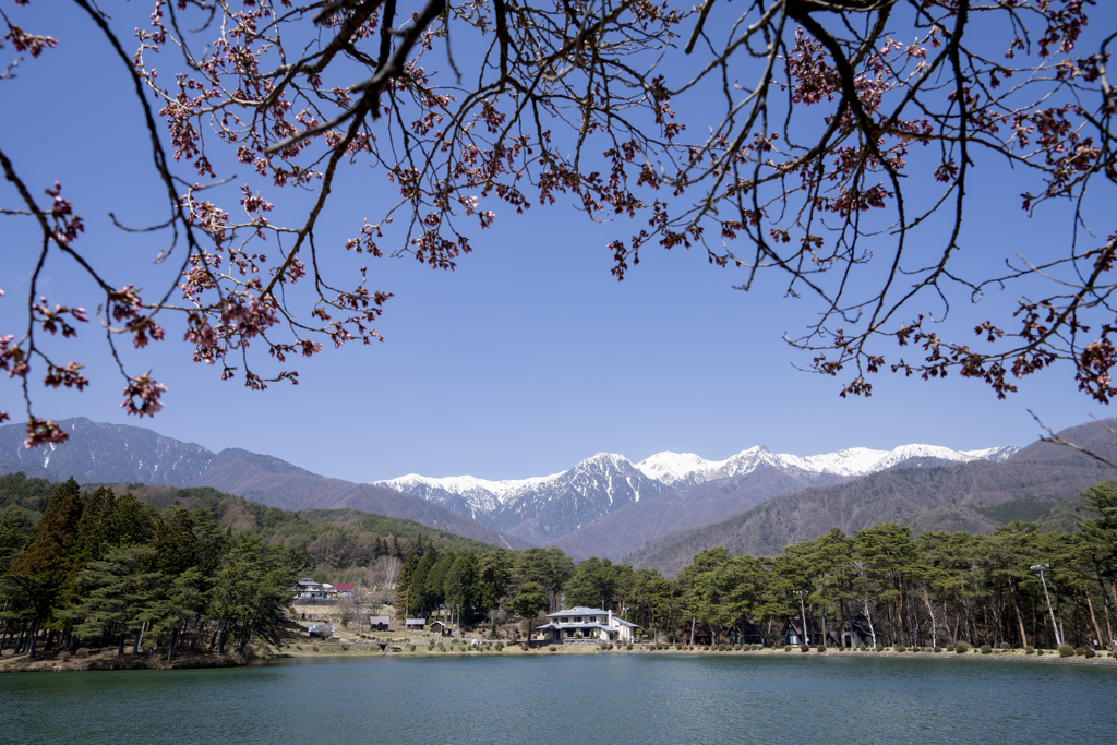 千人塚公園〜三分咲き