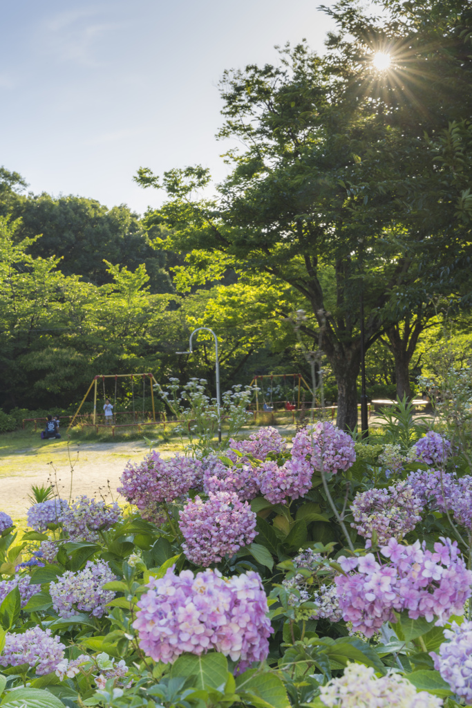 近所の公園