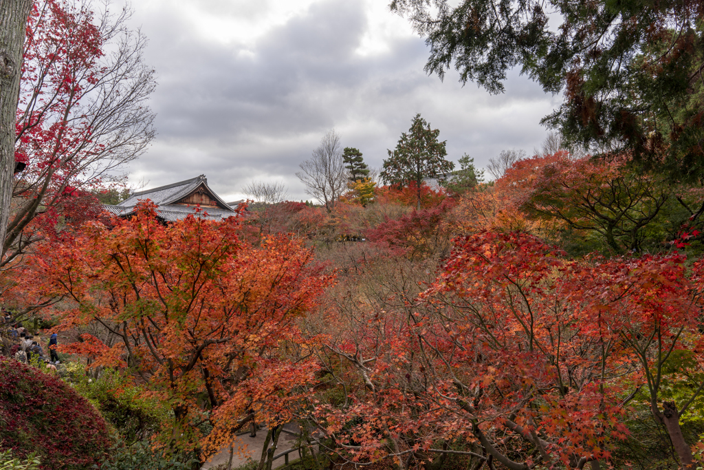 東福寺2020
