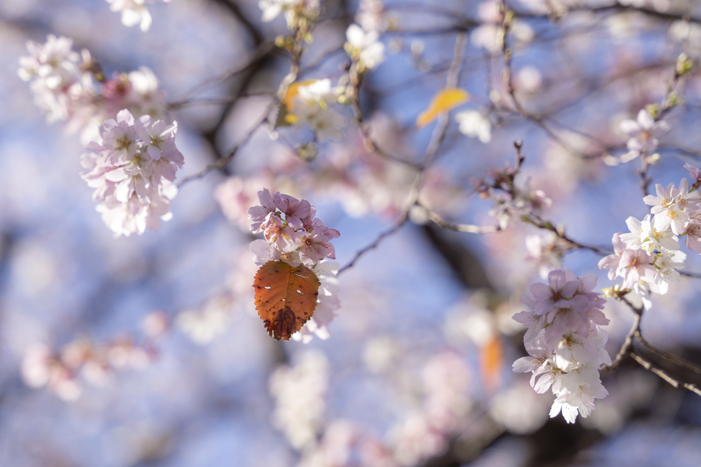 四季桜