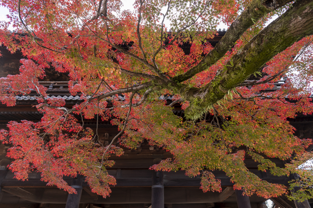 南禅寺2019紅葉①