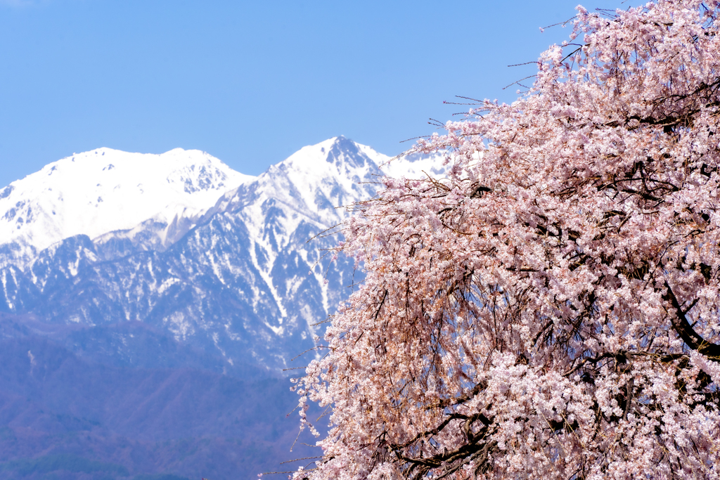 桜と中央アルプス