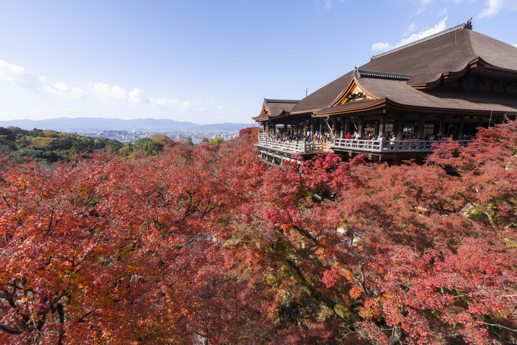 清水紅葉の海