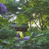 早朝の参道