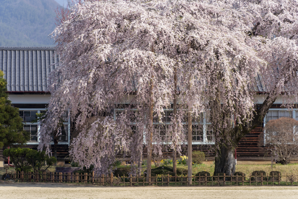 杵原学校の枝垂れ桜３