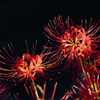秋花火