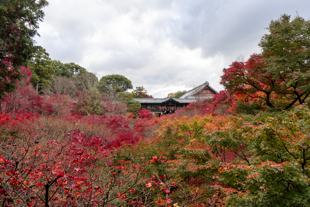 東福寺2020