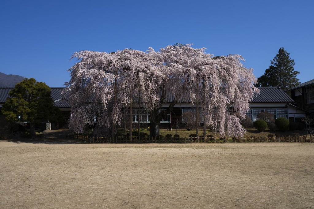 杵原学校〜枝垂れ桜