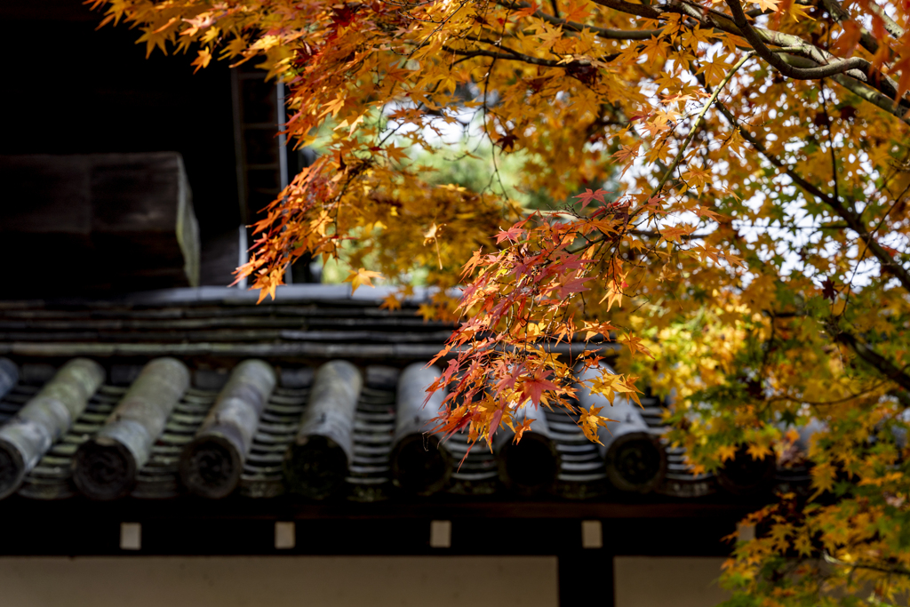 東福寺2020